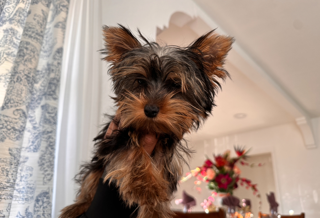 Meet Beast the Yorkie boy! - Bay Area Pups