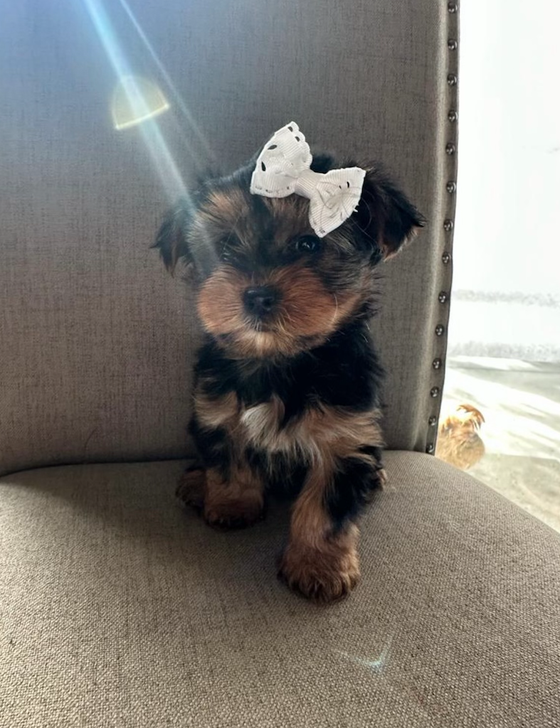 *Sold* Penelope the Yorkie - $1800 - Bay Area Pups