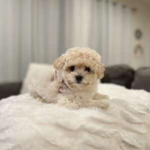 Puppy Yoga Class - April 25